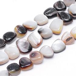 Marinas naturales hebras de perlas shell, blanco, 9~13x9~14x2.5~7mm, agujero: 1 mm, aproximamente 37 pcs / cadena, 14.96 pulgada