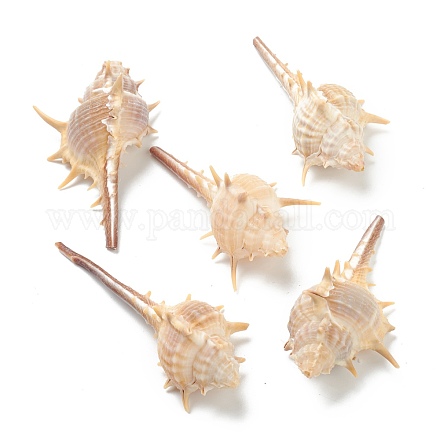 Decoraciones de exhibición de concha de caracol natural AJEW-H126-10-1
