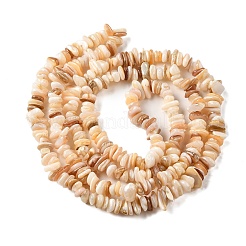 Нити бусин из натуральных ракушек BSHE-G029-01B