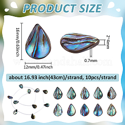 1 нить бусин из натуральной ракушки абалон/ракушки пауа SSHEL-BC0001-33