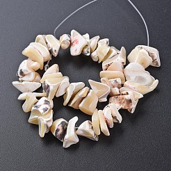 Натуральная оболочка трохида SSHEL-N034-105-B01