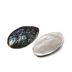 Естественно Ракушка Пауа кабошоны SSHEL-S280-01B