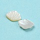 Natural Sea Shell Cabochons SHEL-D079-17-3